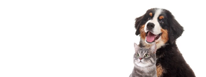 Image of Happy pets. Adorable Bernese Mountain Dog puppy and gray tabby cat on white background. Banner design