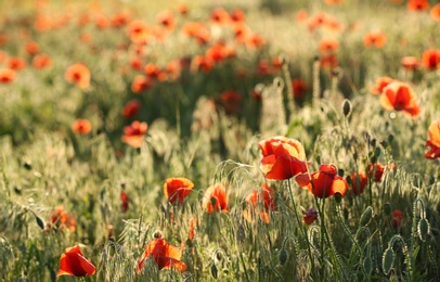 Photo of Sunlit field of beautiful blooming red poppy flowers