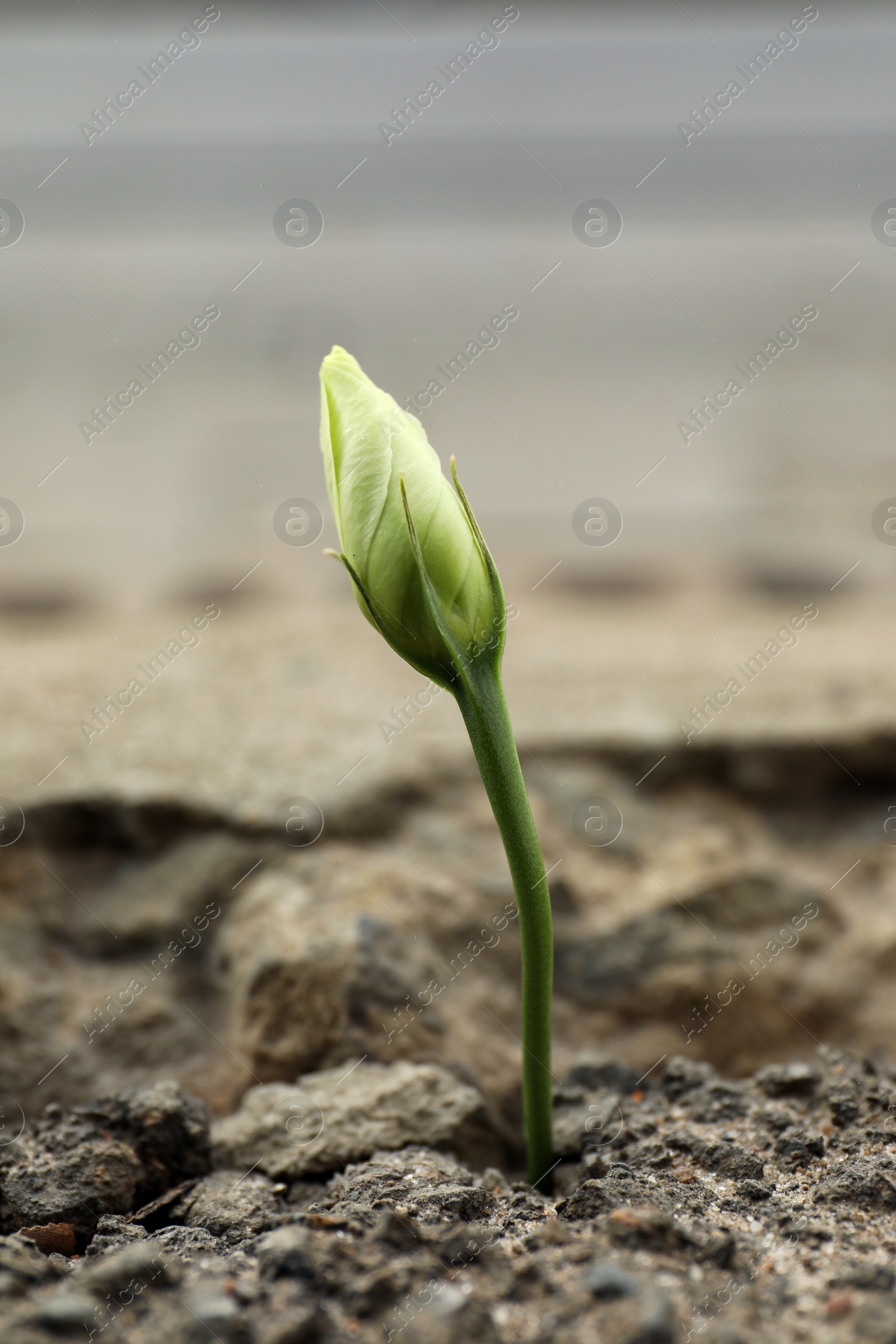 Photo of Beautiful flower growing in dry ground around stones on sunny day. Hope concept