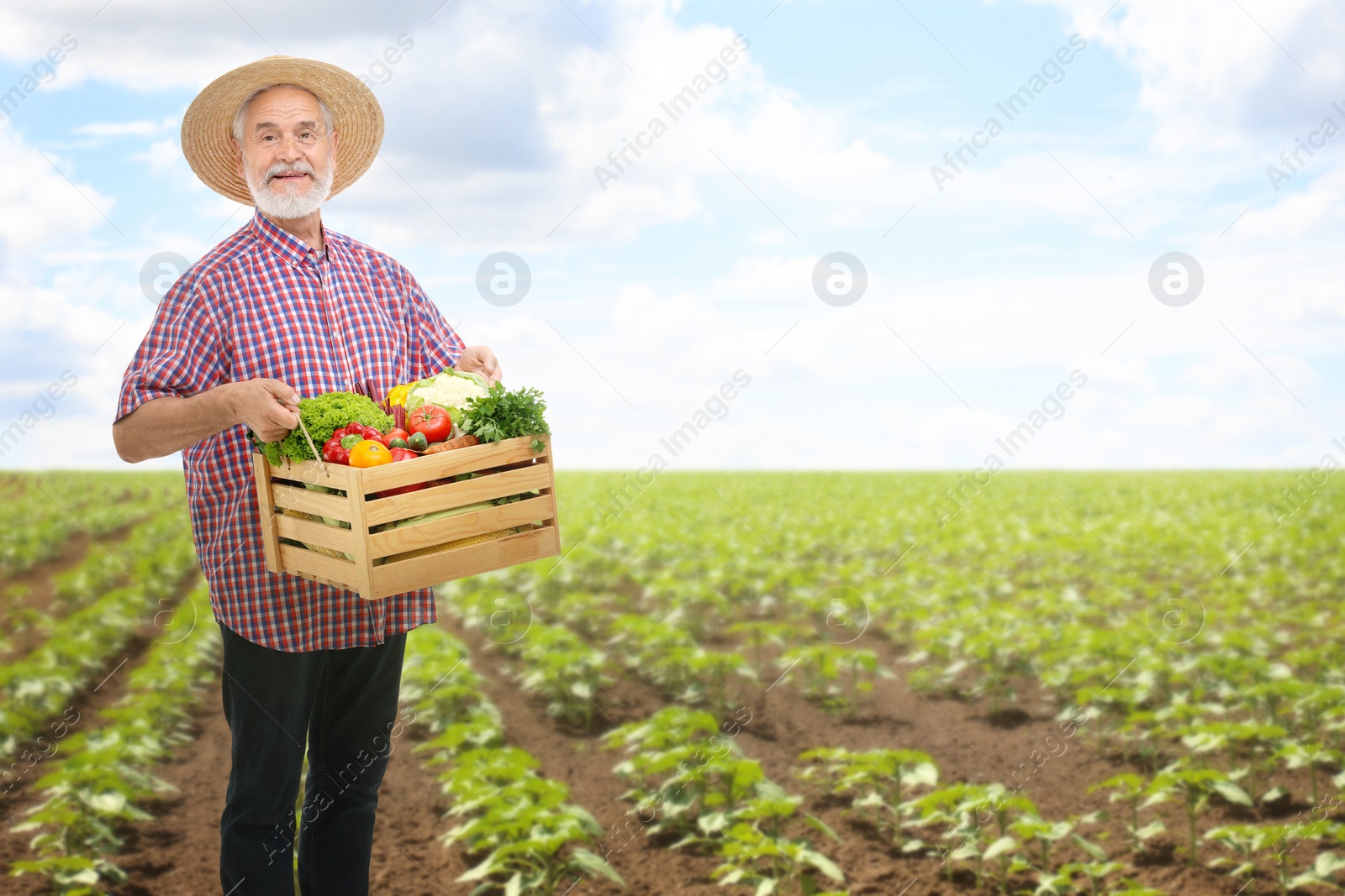 Image of Harvesting season. Farmer holding wooden crate with crop in field