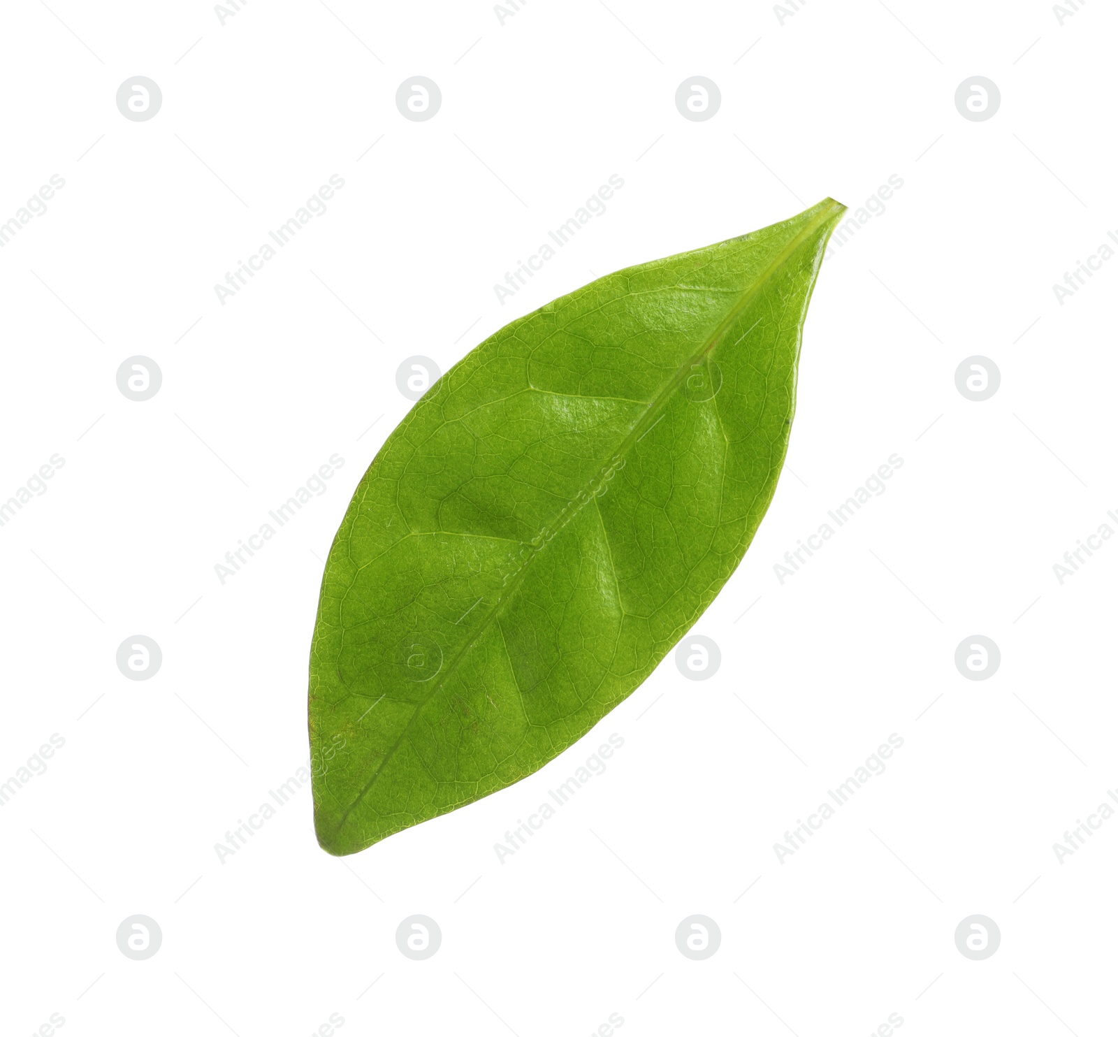 Photo of Fresh green coffee leaf isolated on white