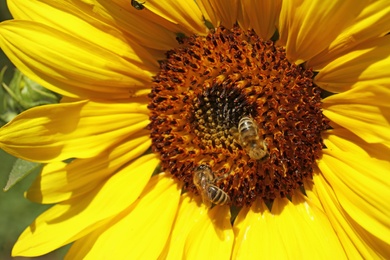 Bees collecting honey from blooming sunflower, closeup