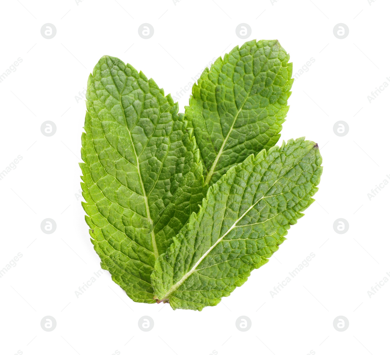 Photo of Fresh green mint leaves on white background