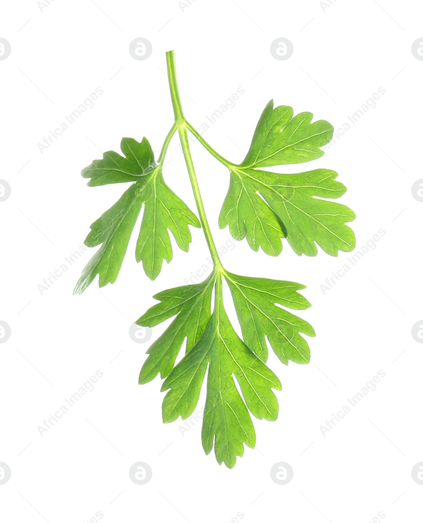 Photo of Leaves of fresh tasty parsley on white background, top view