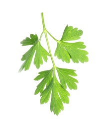 Leaves of fresh tasty parsley on white background, top view