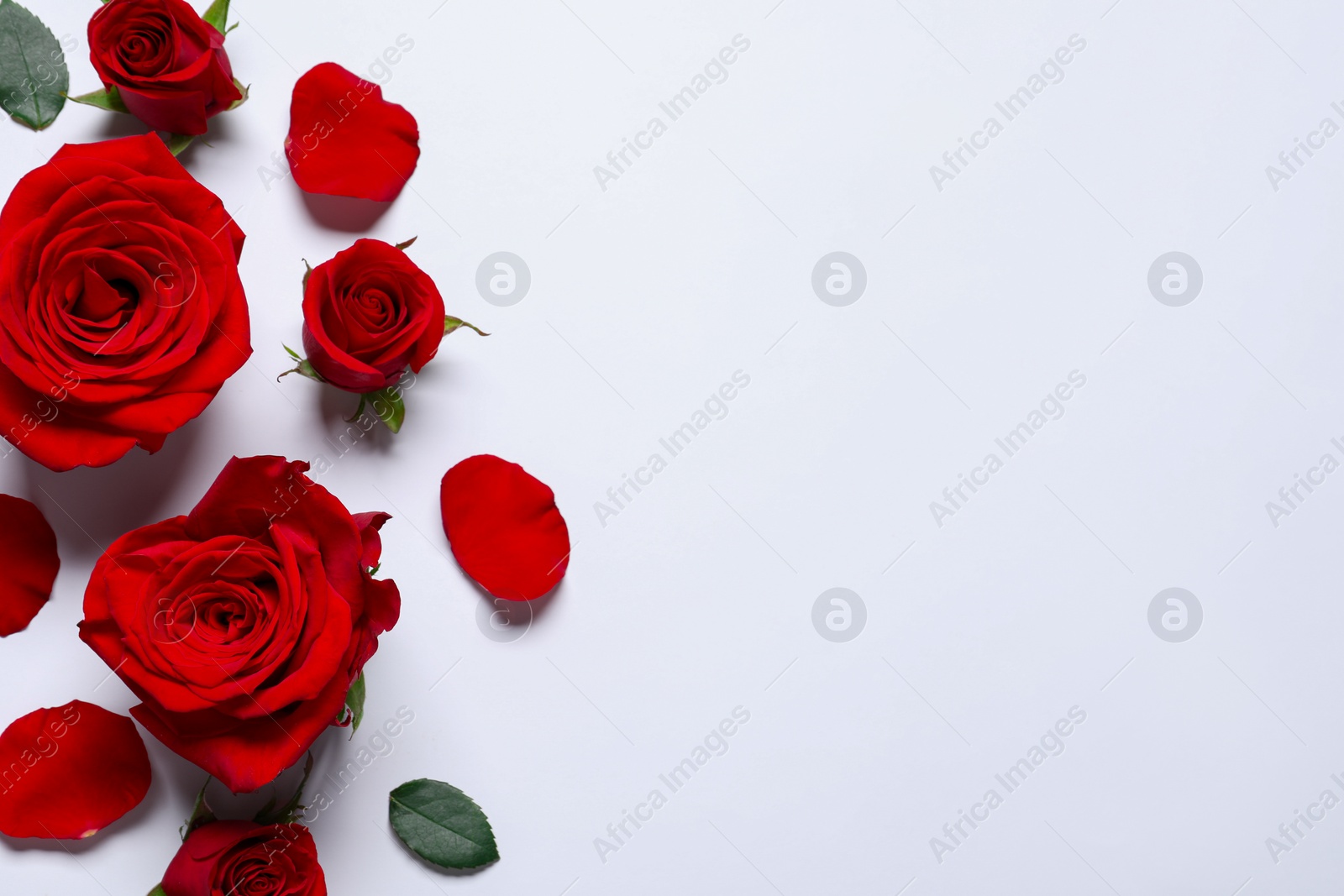 Photo of Beautiful red roses and petals on white background, flat lay. Space for text