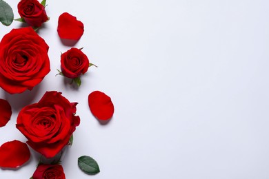 Beautiful red roses and petals on white background, flat lay. Space for text