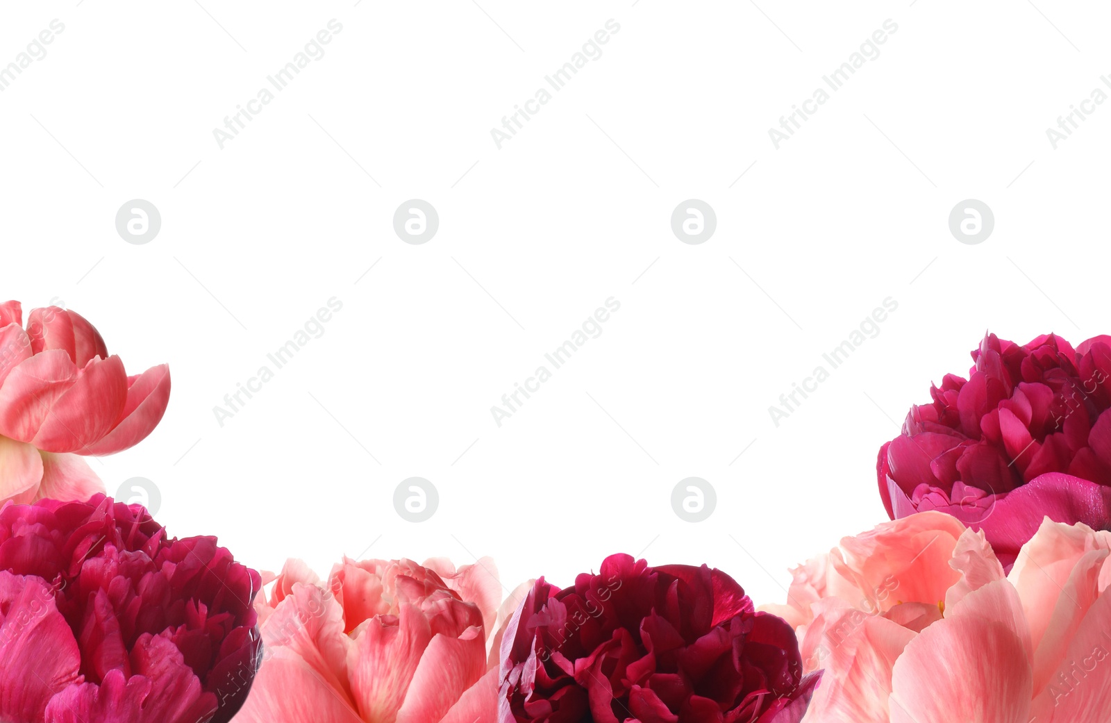 Image of Different beautiful peony flowers on white background