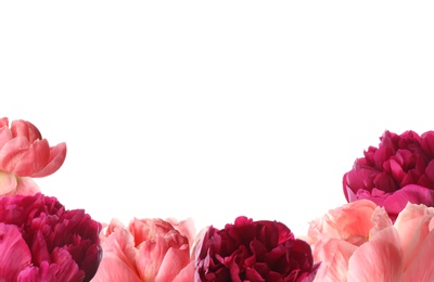 Image of Different beautiful peony flowers on white background