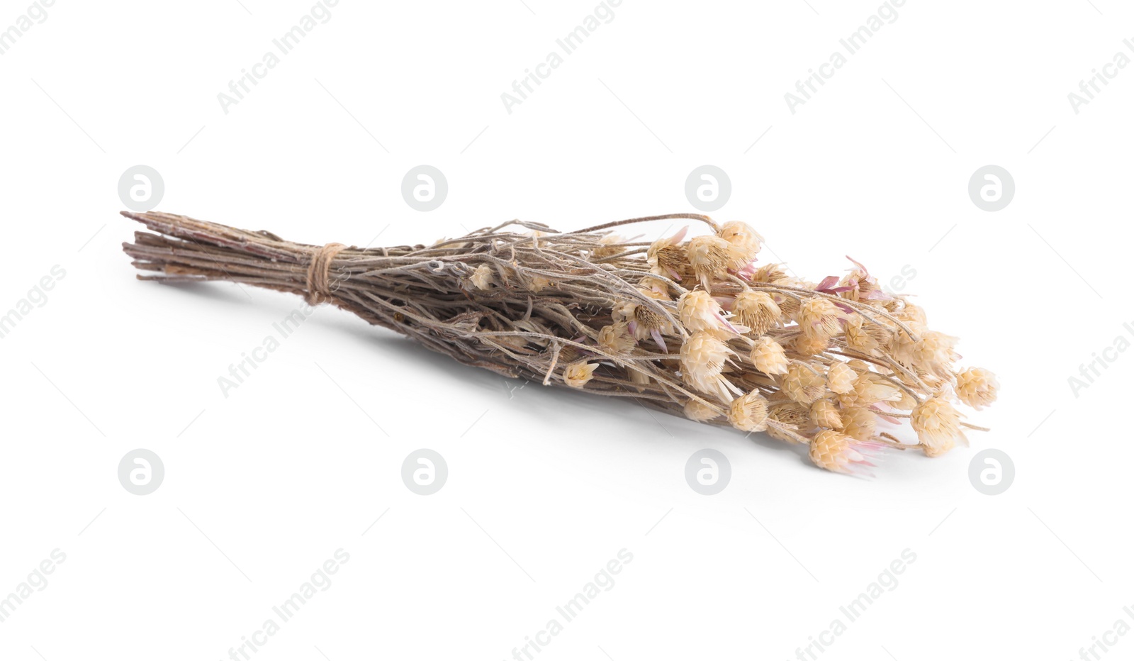 Photo of Bunch of dry xeranthemum flowers isolated on white