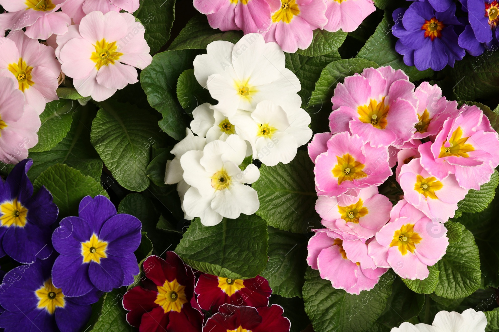 Photo of Beautiful primula (primrose) plants with colorful flowers as background, top view. Spring blossom