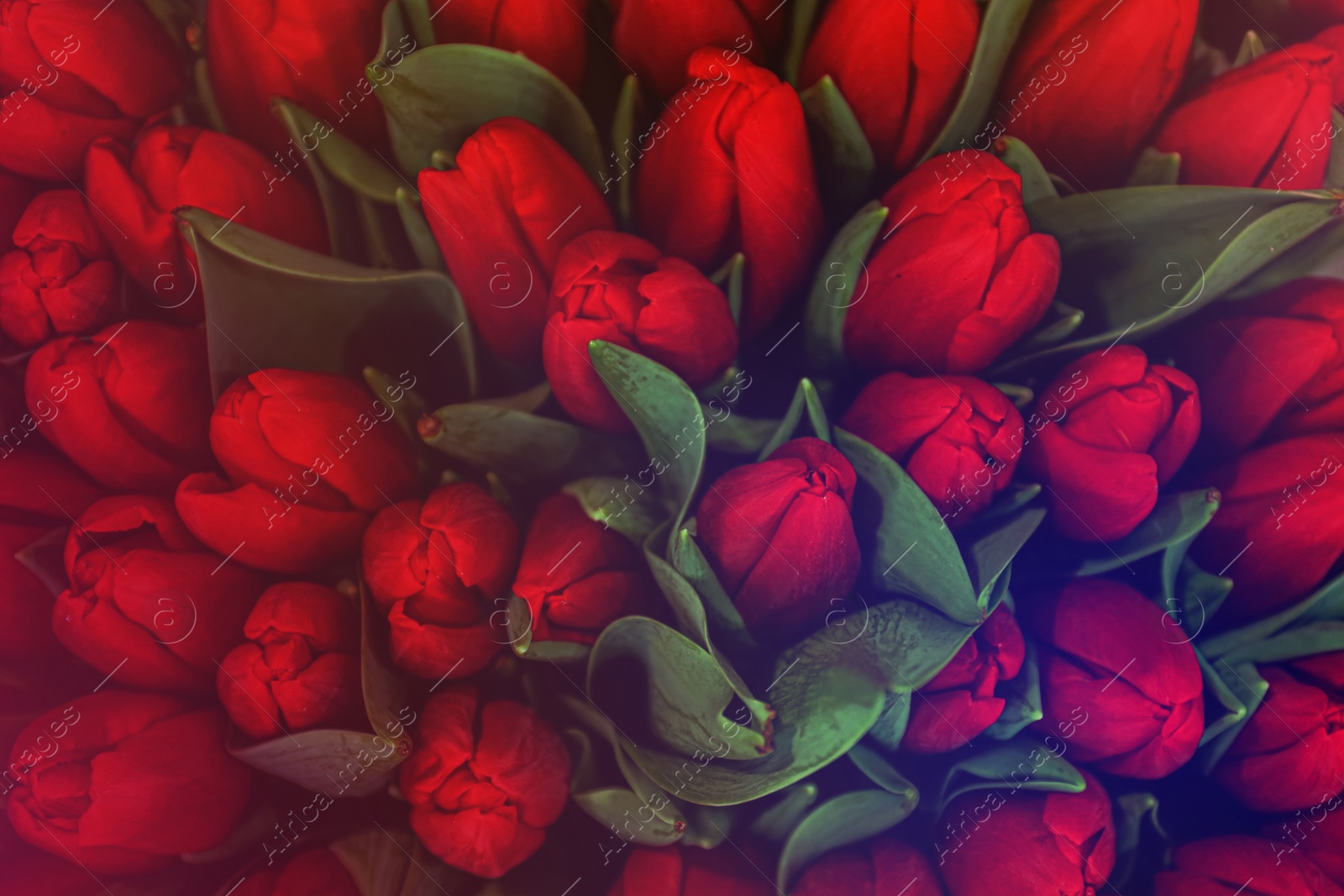 Image of Beautiful bouquet of tulip flowers, top view