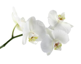 Photo of Branch with beautiful orchid flowers isolated on white