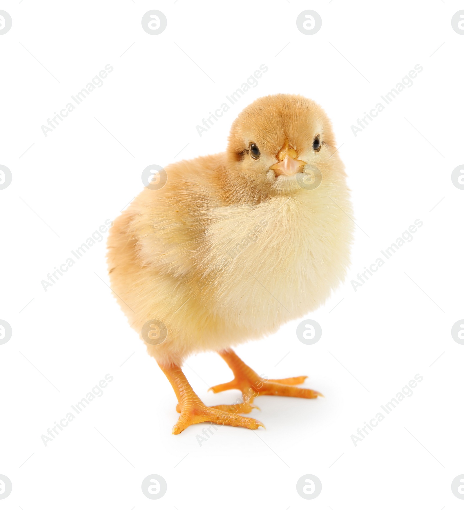 Photo of One cute chick isolated on white. Baby animal