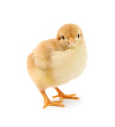 Photo of One cute chick isolated on white. Baby animal