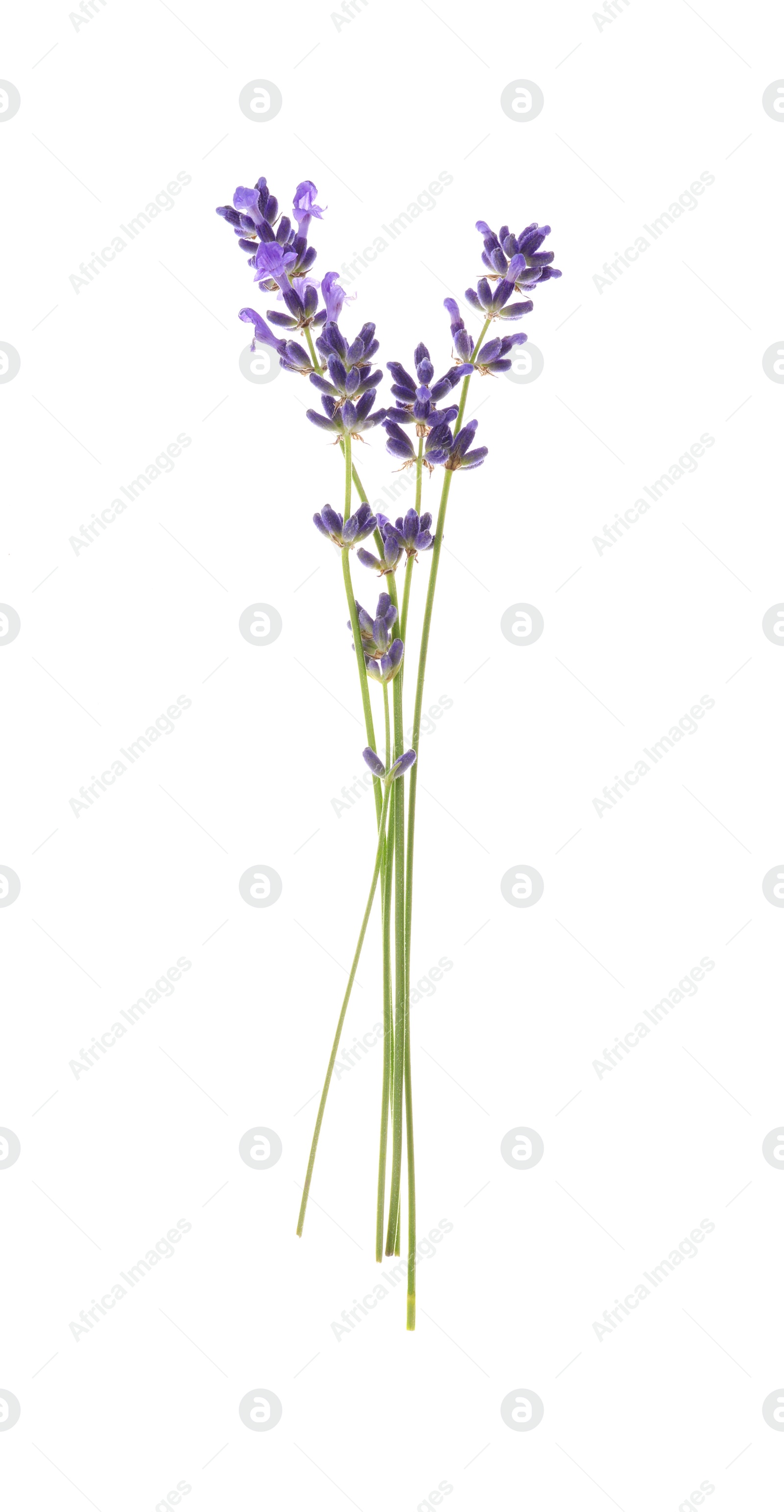 Photo of Beautiful fresh lavender flowers isolated on white