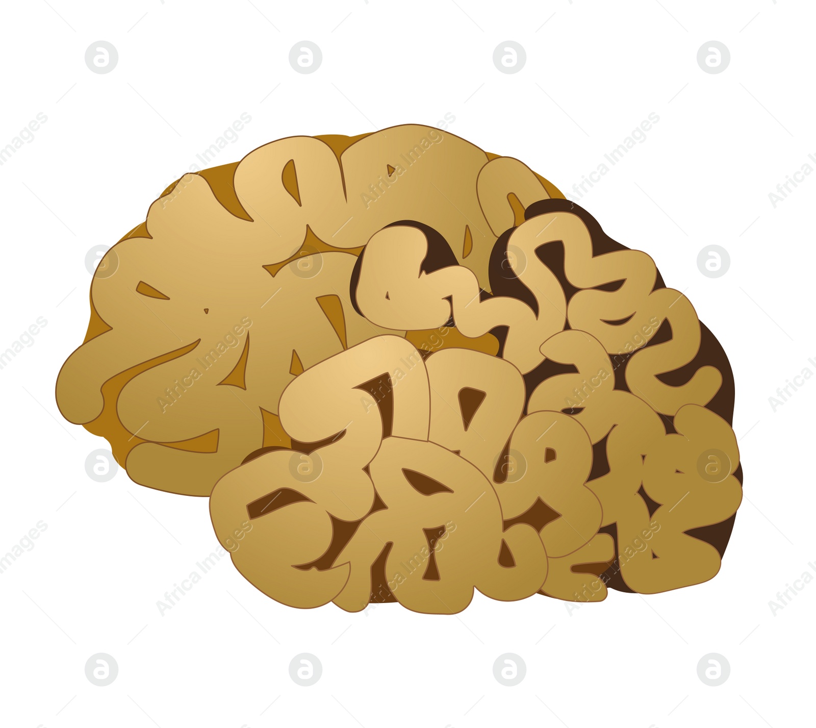 Illustration of  human brain on white background