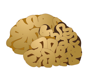 Illustration of human brain on white background