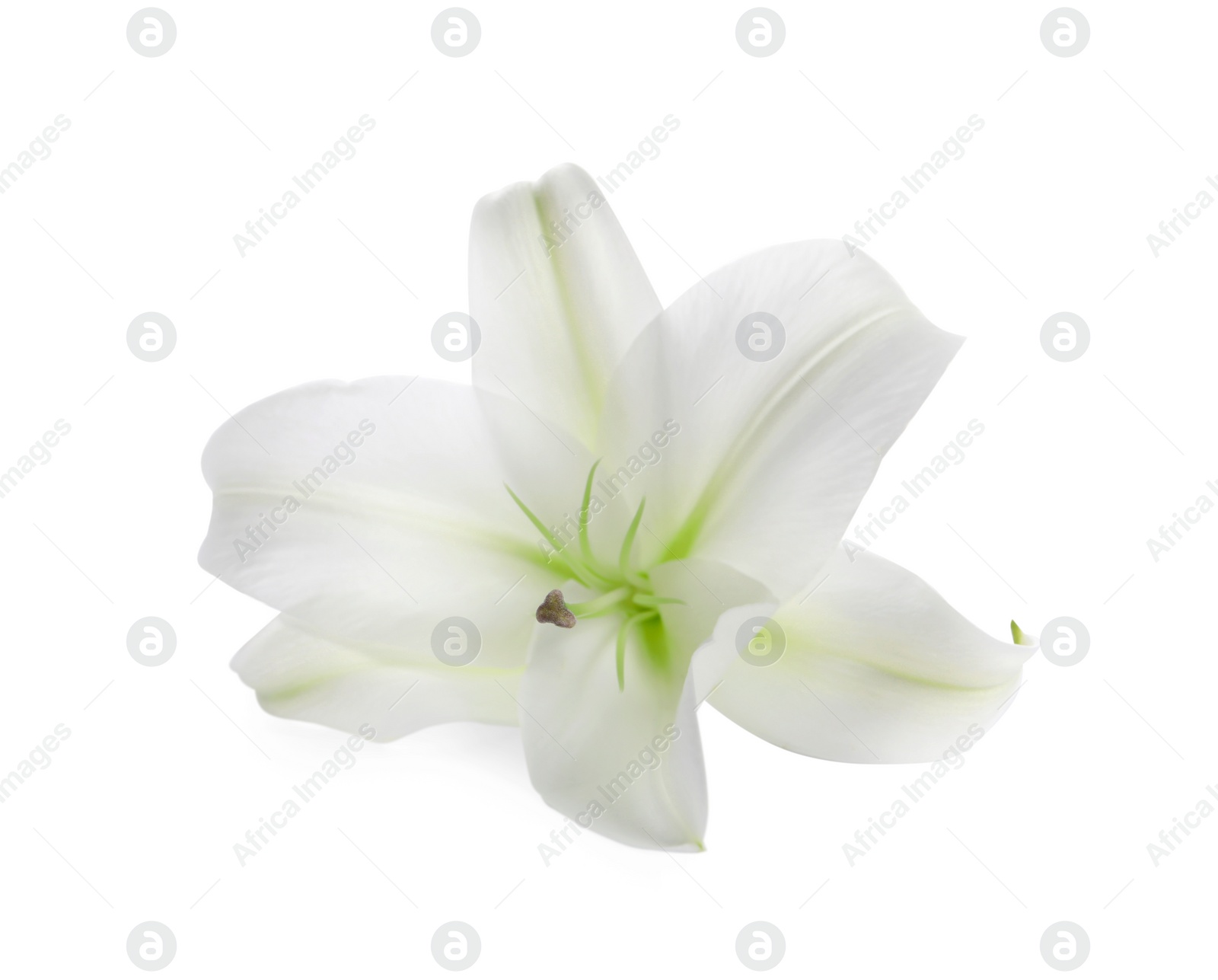 Photo of Beautiful fresh lily flower isolated on white