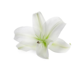 Photo of Beautiful fresh lily flower isolated on white