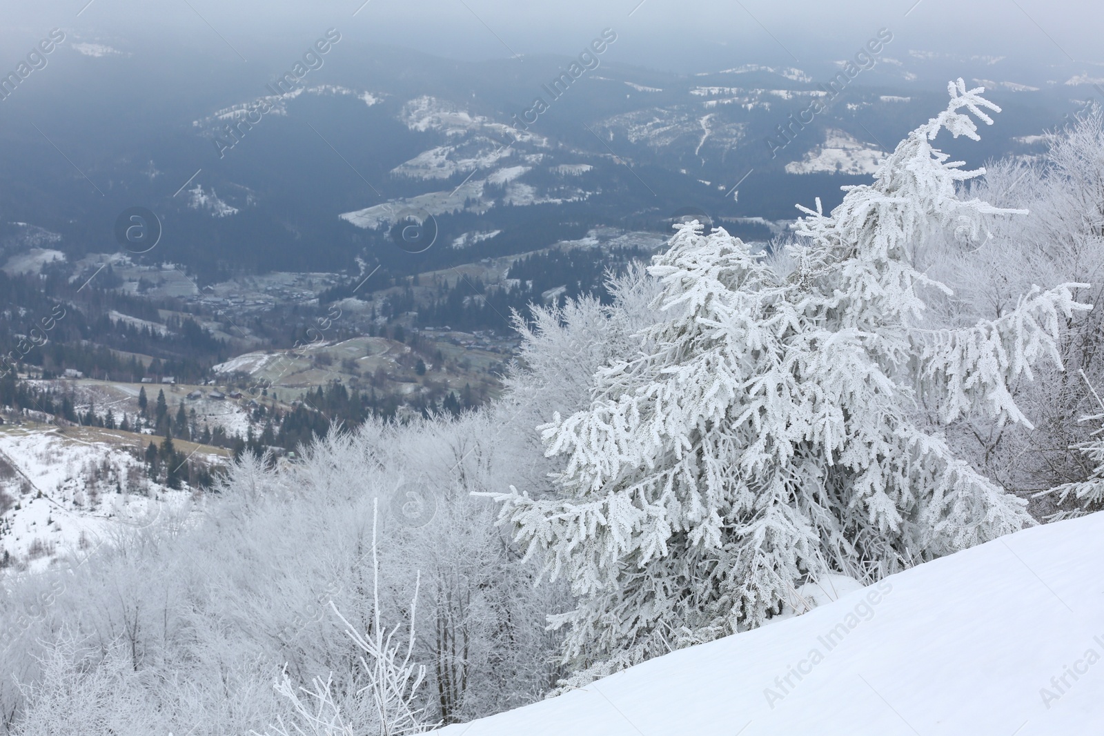 Photo of Picturesque view of trees covered with hoarfrost and snowy mountains on winter day