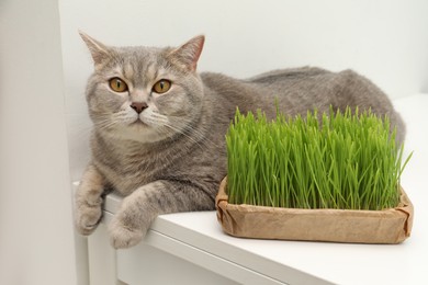 Cute cat near fresh green grass on white table indoors