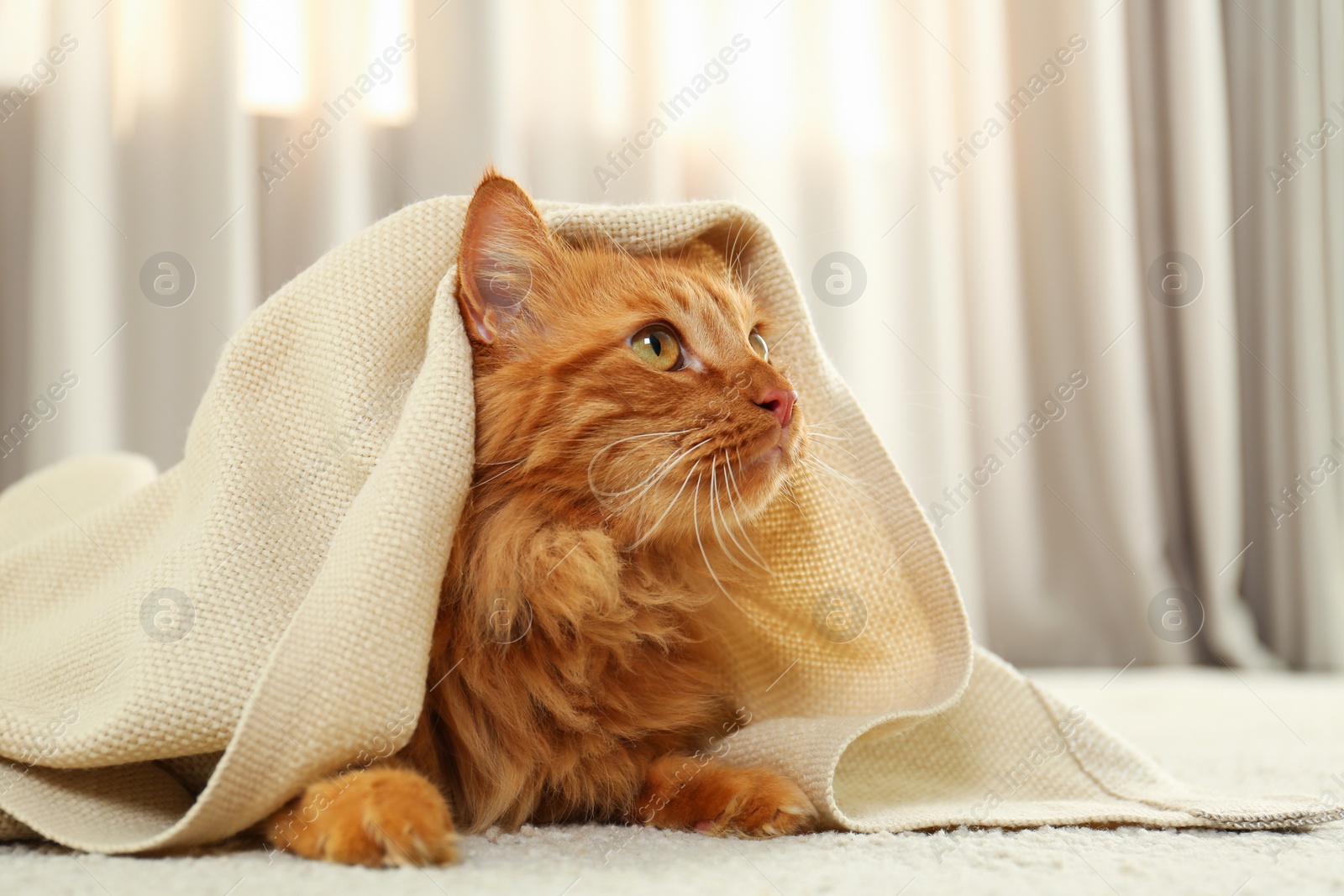 Photo of Adorable ginger cat under plaid at home. Cozy winter