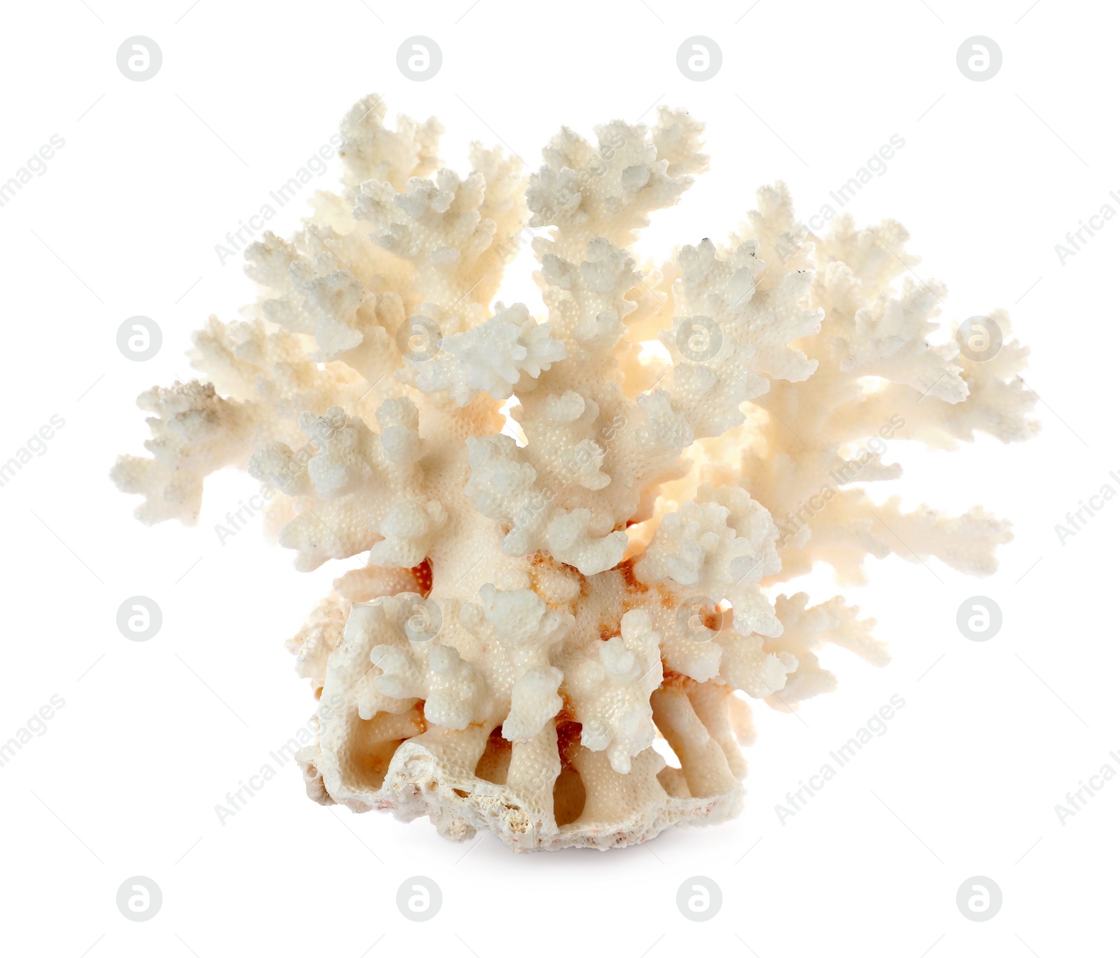 Photo of Beautiful exotic sea coral isolated on white