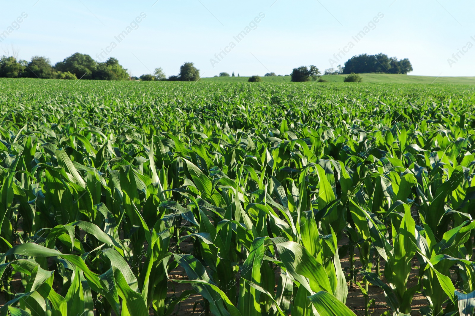 Photo of Beautiful agricultural field with green corn plants on sunny day