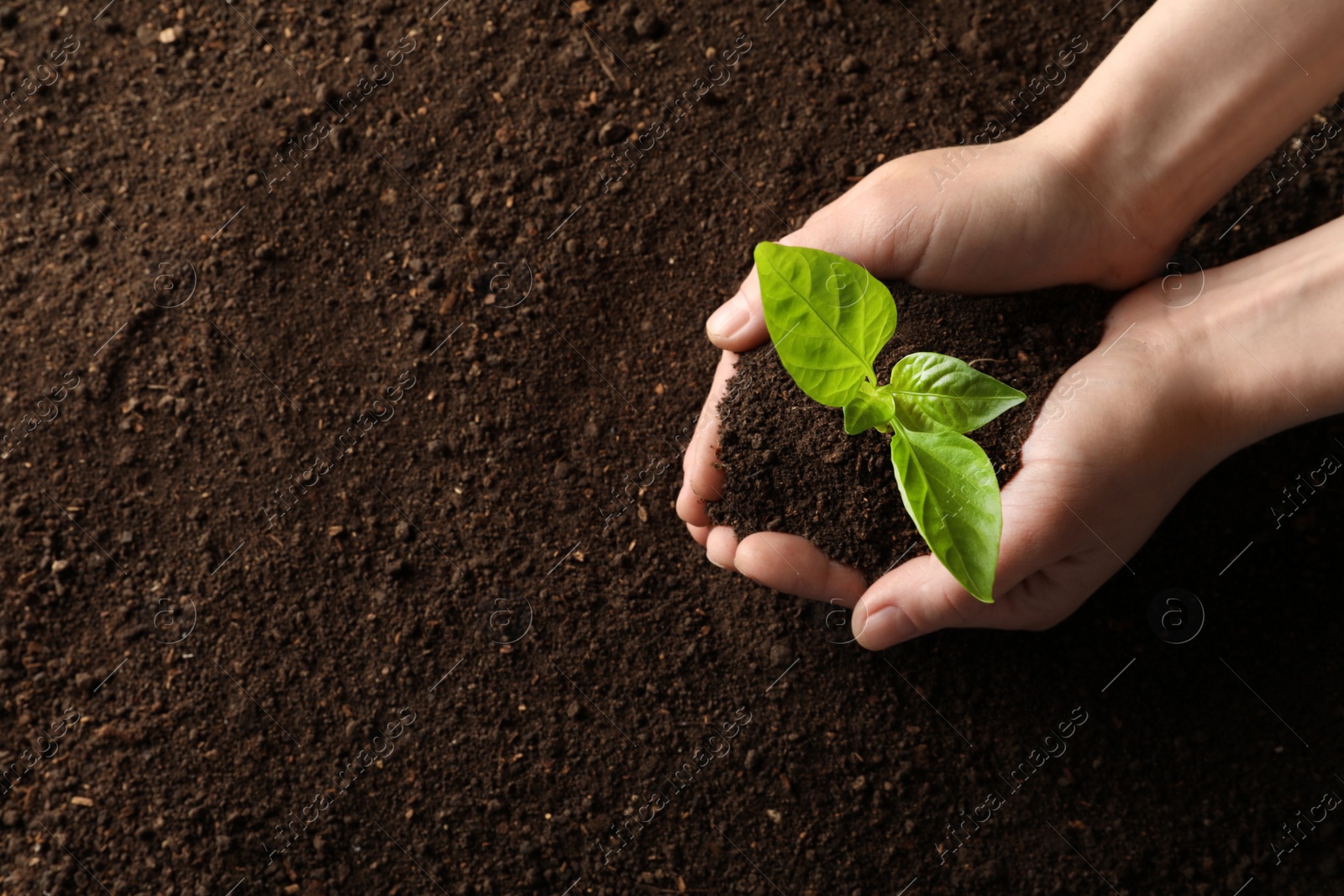 Photo of Woman holding young plant over soil, top view with space for text. Gardening time