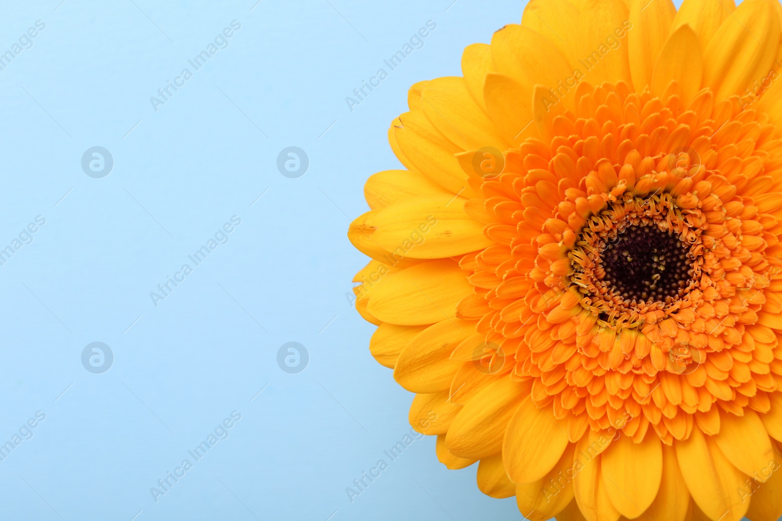 Photo of Beautiful yellow gerbera flower on light blue background, top view. Space for text