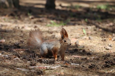 Photo of Cute red squirrel on ground in forest