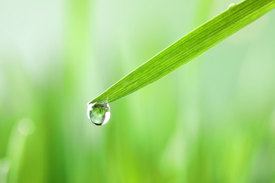 Photo of Water drop on grass blade against blurred background, closeup