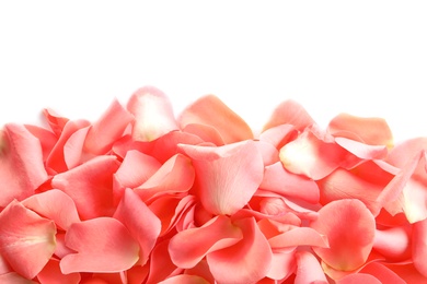 Photo of Beautiful rose petals on white background