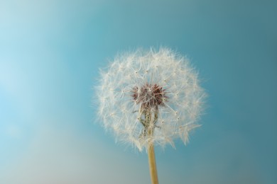 Beautiful dandelion flower on light blue background, closeup