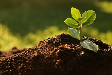 Photo of Beautiful green seedling in soil outdoors, closeup with space for text. Planting tree