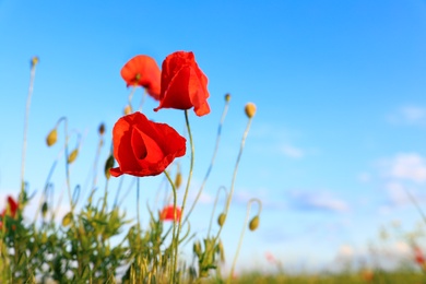 Photo of Beautiful blooming red poppy flowers in field against blue sky. Space for text
