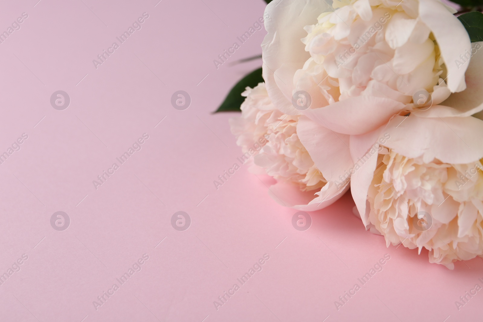 Photo of Beautiful peonies on pink background, closeup. Space for text
