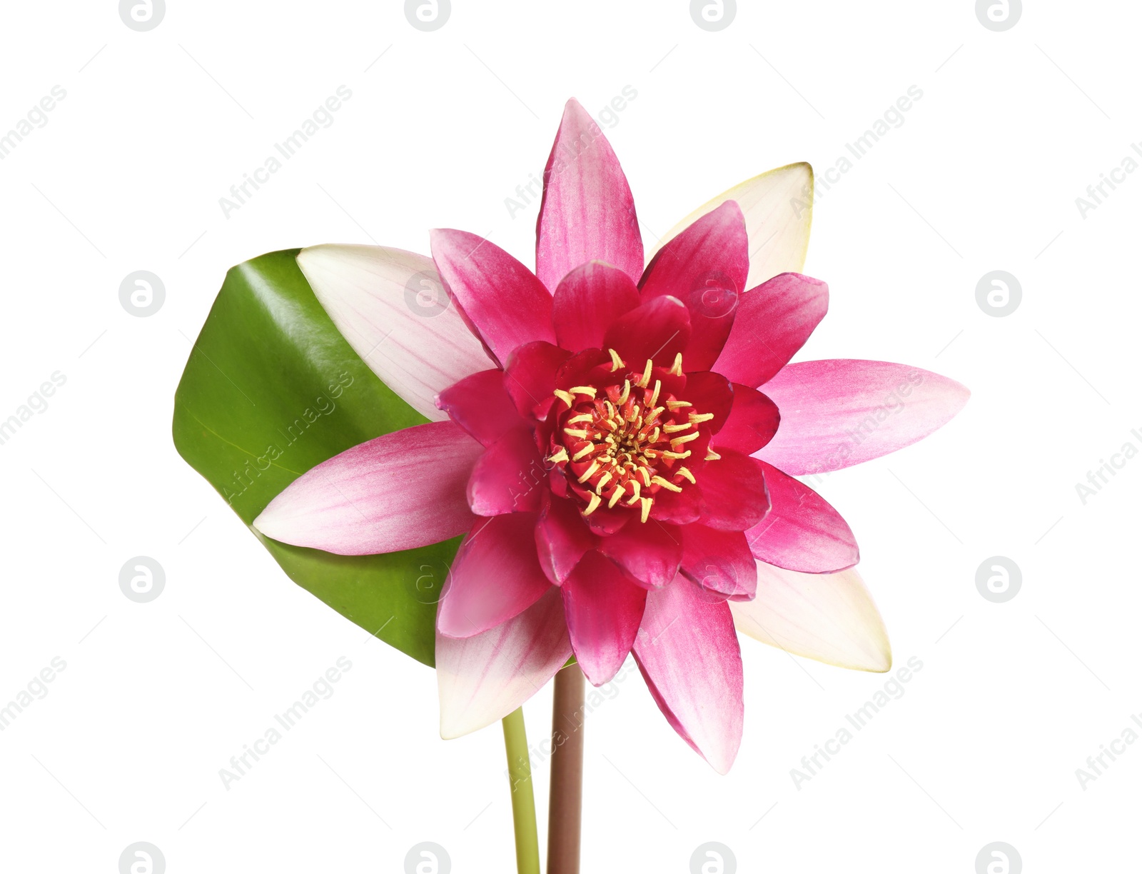 Photo of Beautiful blooming lotus flower with green leaf isolated on white