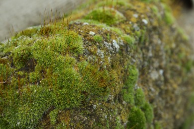 Photo of Beautiful green moss on stone outdoors, closeup