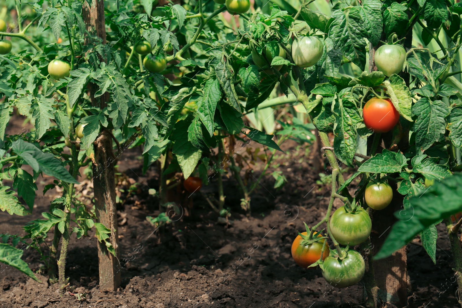 Photo of Beautiful green plants with ripening tomatoes in garden