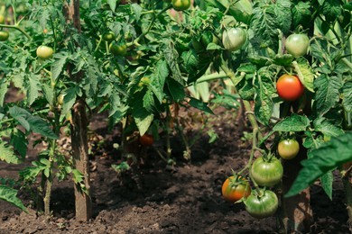 Photo of Beautiful green plants with ripening tomatoes in garden