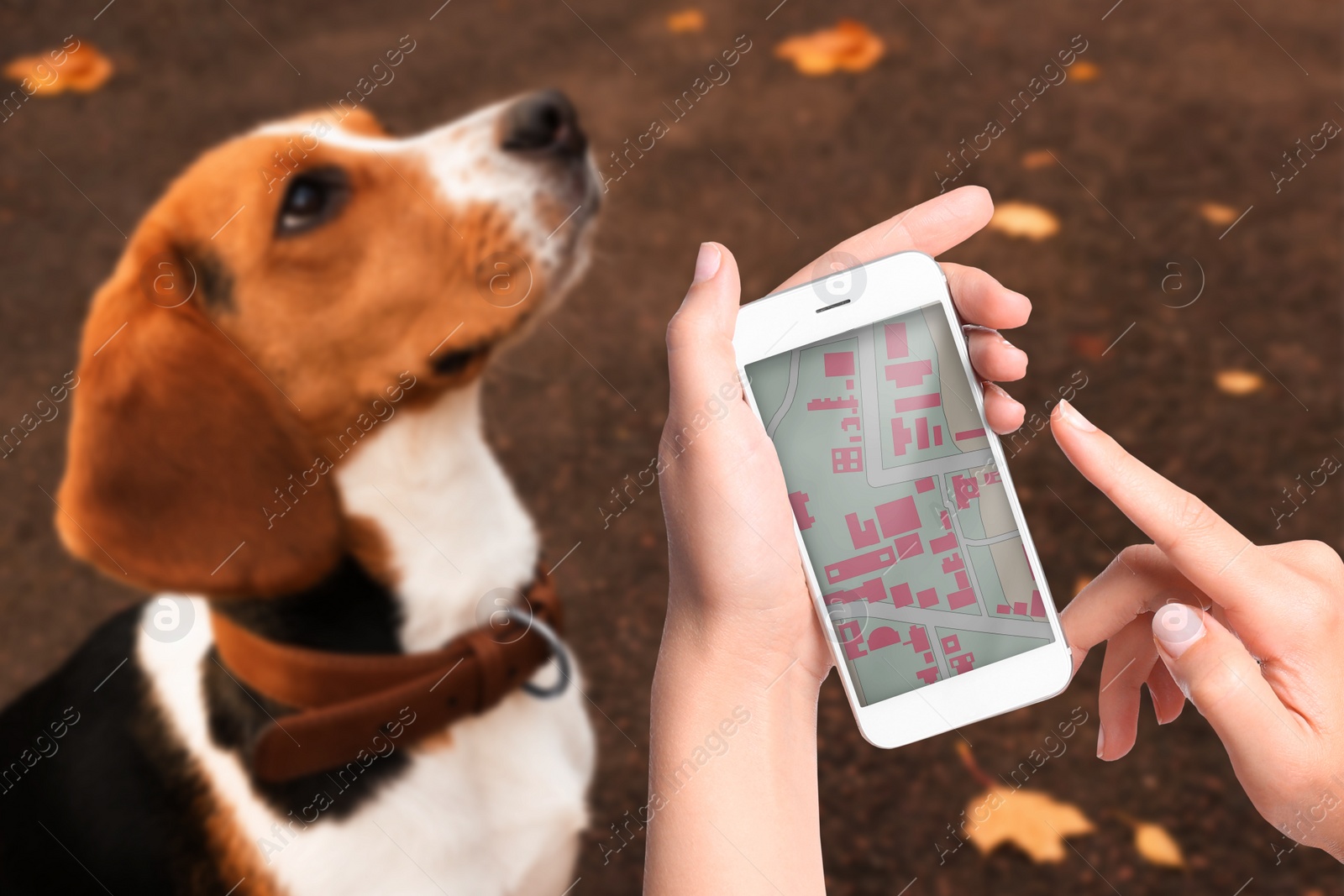 Image of Application to find pet by identification chip. Woman using smartphone near dog with collar outdoors, closeup