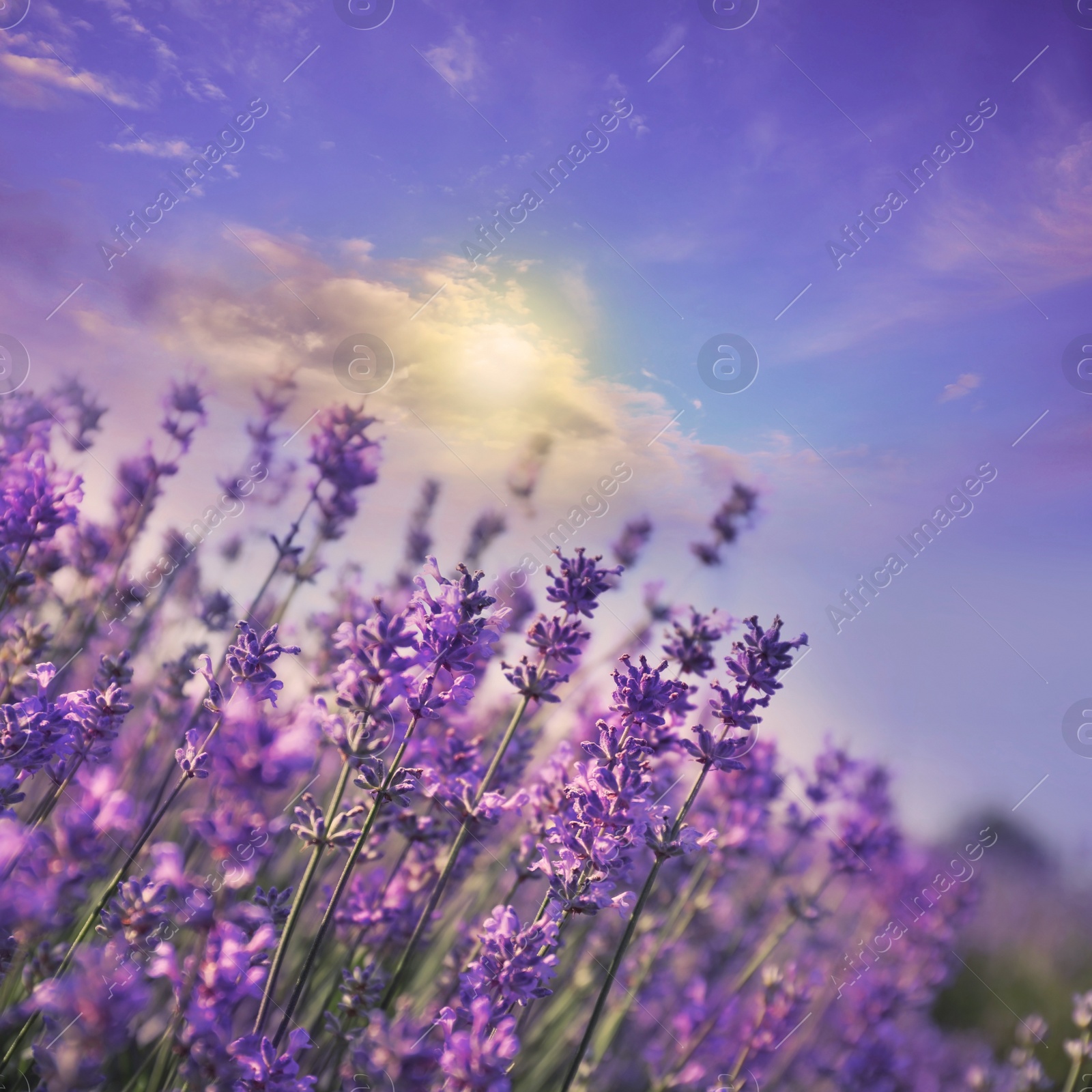Beautiful sky over lavender flowers on sunny day Image of Beautiful sky over lavender flowers on sunny day