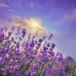 Image of Beautiful sky over lavender flowers on sunny day