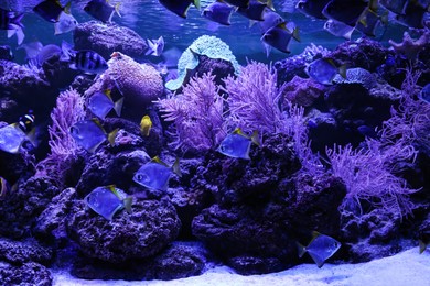 Many beautiful silver moony fishes in aquarium