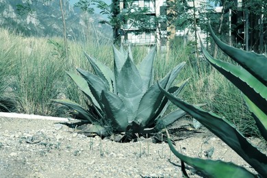 Photo of Beautiful Agave plants growing outdoors on sunny day