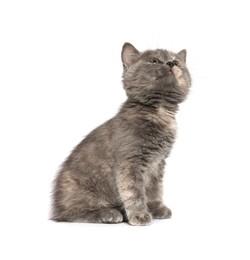 Photo of Cute fluffy kitten on light grey background. Space for text