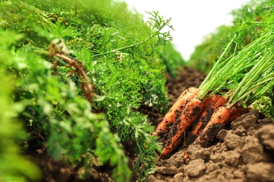 Photo of Pile of fresh ripe carrots on field. Organic farming