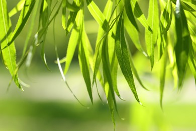 Photo of Beautiful willow tree with green leaves growing outdoors on sunny day, closeup